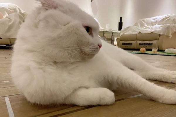 猫咪斜眼看人的原因，可能是在观察物体、感到开心或嫉妒