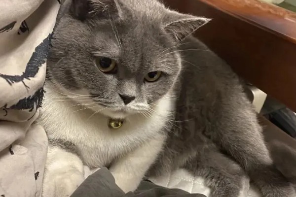 猫咪斜眼看人的原因，可能是在观察物体、感到开心或嫉妒