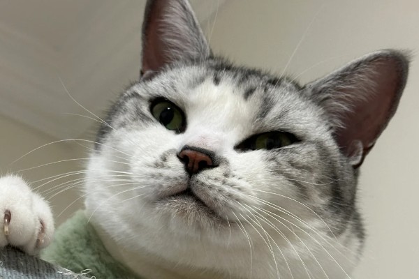 猫咪斜眼看人的原因，可能是在观察物体、感到开心或嫉妒