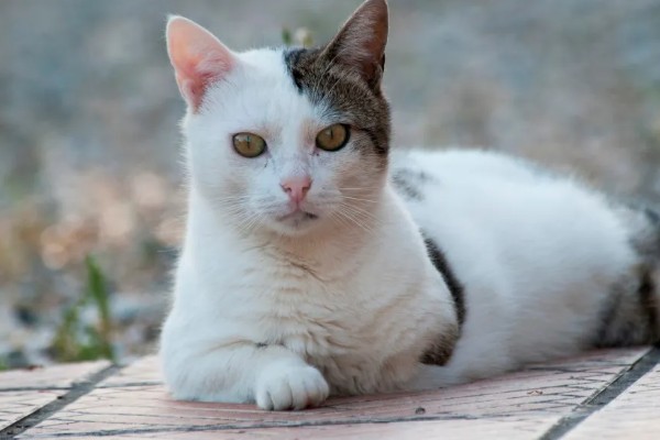 猫咪斜眼看人的原因，可能是在观察物体、感到开心或嫉妒