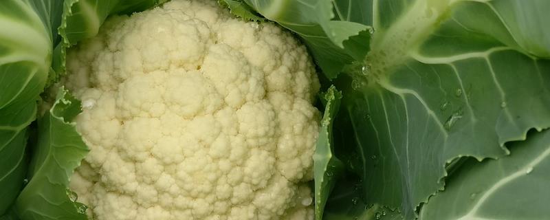 花菜种子的播种时间，品种不同播种时间也不同