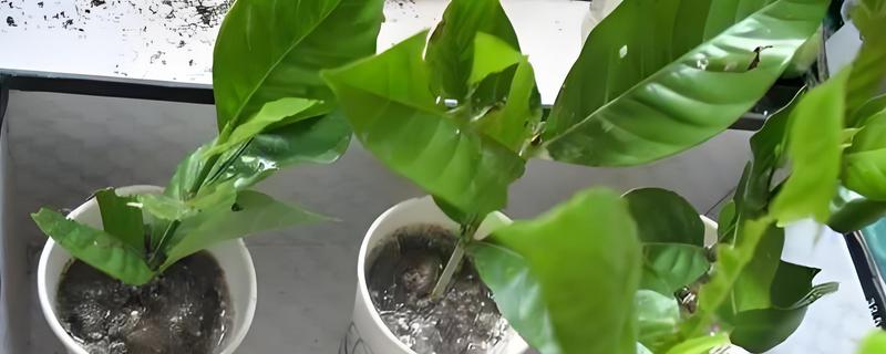 栀子花什么时候扦插好,4月中旬进行为佳