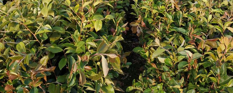 油茶树苗的价格，6-8元左右一棵