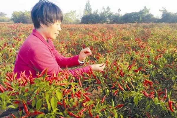 什么时候收获朝天椒，主要在八月中旬和下旬收获