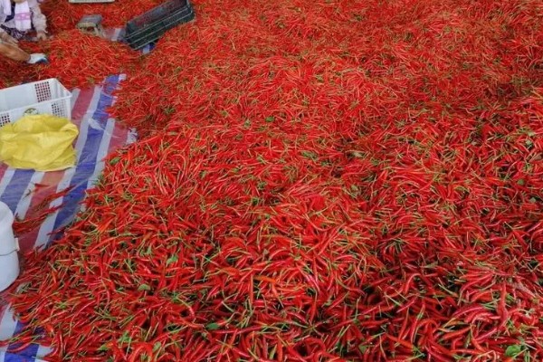 什么时候收获朝天椒，主要在八月中旬和下旬收获