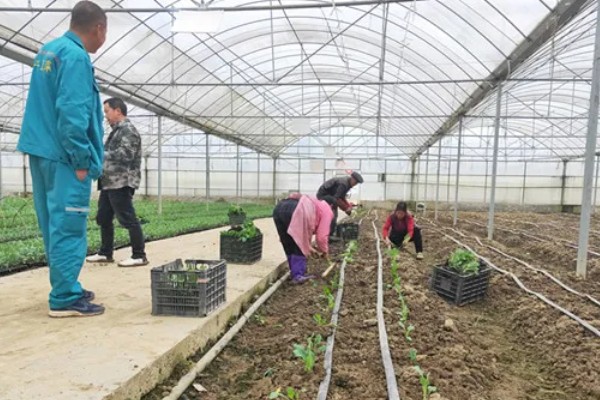 花菜种子的播种时间，品种不同播种时间也不同