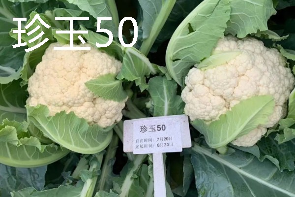 花菜种子的播种时间，品种不同播种时间也不同