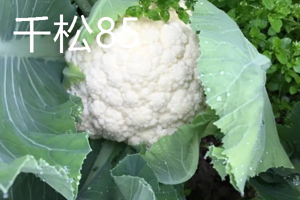 花菜种子的播种时间，品种不同播种时间也不同