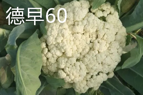 花菜种子的播种时间，品种不同播种时间也不同