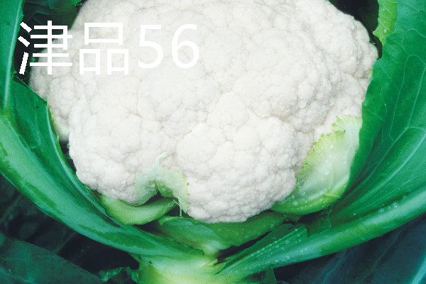 花菜种子的播种时间，品种不同播种时间也不同