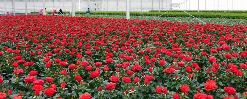 农村有什么致富种植项目，野菜、蘑菇、粗粮等作物都是不错的选择