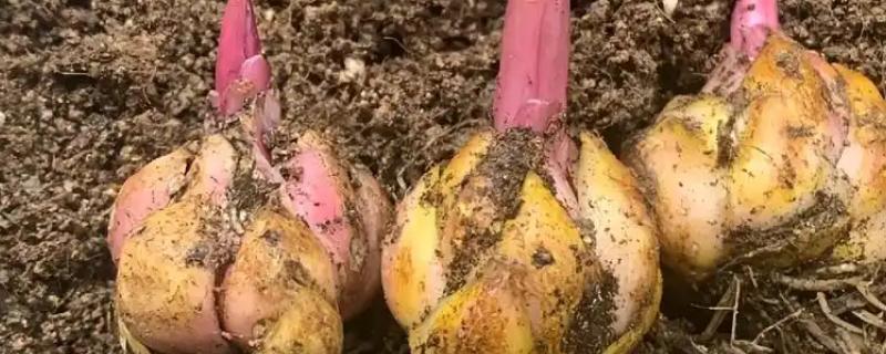 玉米百合的种植方法，适宜生长在温暖湿润的环境中