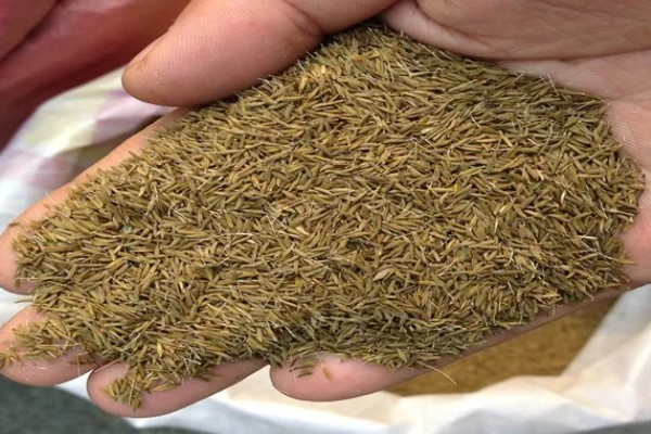 蒲公英种子的种植方法，播种前先催芽