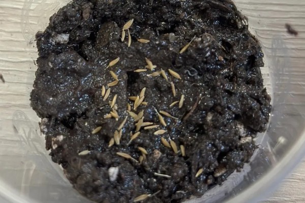 蒲公英种子的种植方法，播种前先催芽