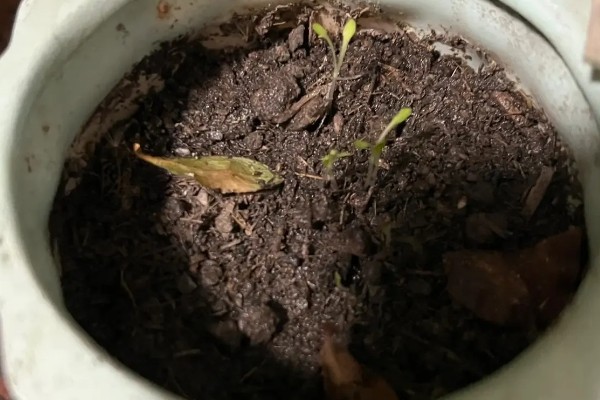 蒲公英种子的种植方法，播种前先催芽