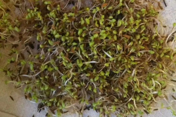 蒲公英种子的种植方法，播种前先催芽