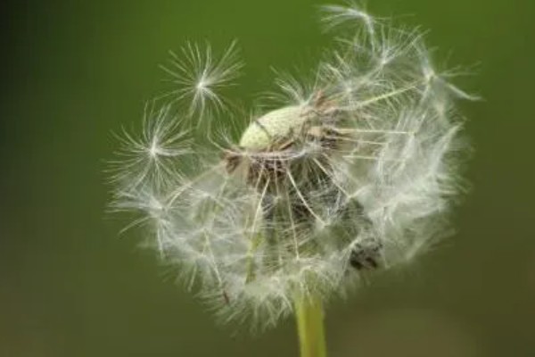蒲公英种子的种植方法，播种前先催芽