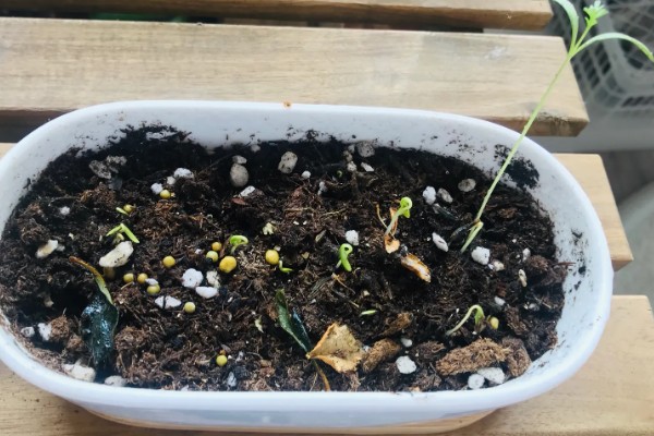 蒲公英种子的种植方法，播种前先催芽