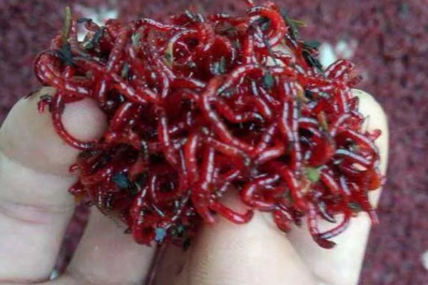 钓白条鱼的技巧，最好用的鱼钩是七星钩