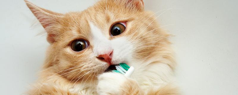猫咪有牙结石如何解决，定期为它刷牙可以清洁牙垢
