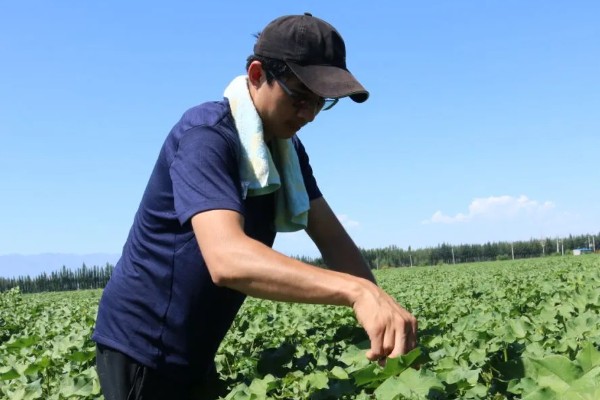 棉花长到多高需要打顶，在顶叶与“芯”齐平时进行打顶