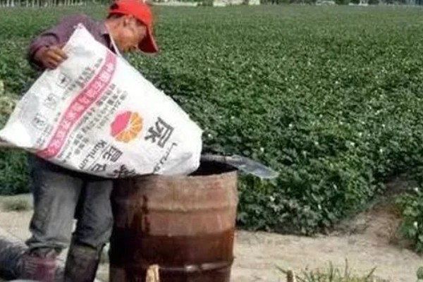 棉花长到多高需要打顶，在顶叶与“芯”齐平时进行打顶