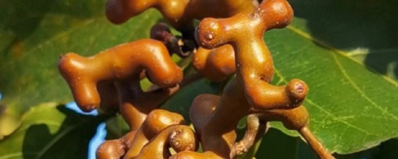 拐枣是什么，是鼠李科枳椇属的落叶乔木