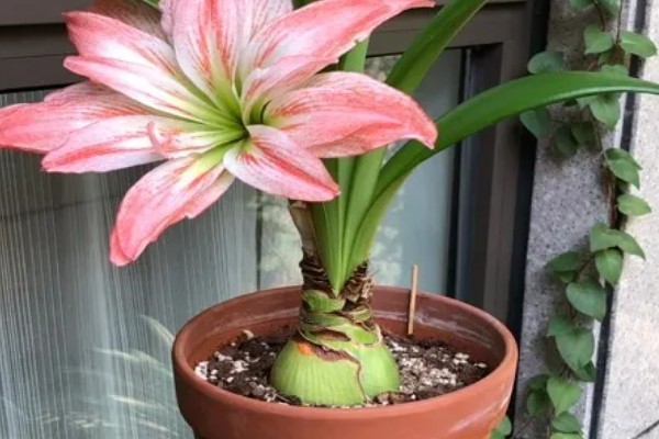 朱顶红的花期持续时间，可持续开放20-30天左右