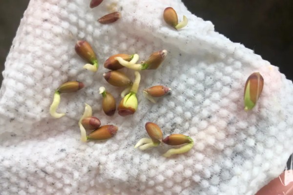 柠檬如何保花保果，一定要加强肥水管理
