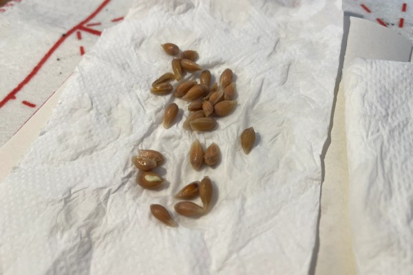 柠檬如何保花保果，一定要加强肥水管理
