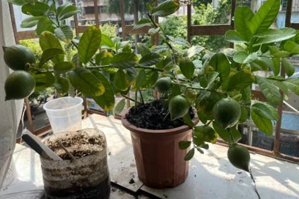 柠檬如何保花保果，一定要加强肥水管理