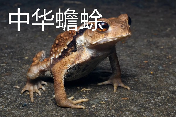 蟾蜍是不是癞蛤蟆，具有蛤蟆、癞蛤蟆等别称