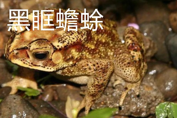 蟾蜍是不是癞蛤蟆，具有蛤蟆、癞蛤蟆等别称