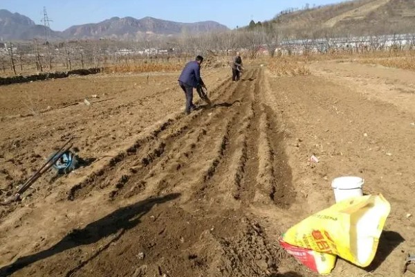 柠檬如何保花保果，一定要加强肥水管理