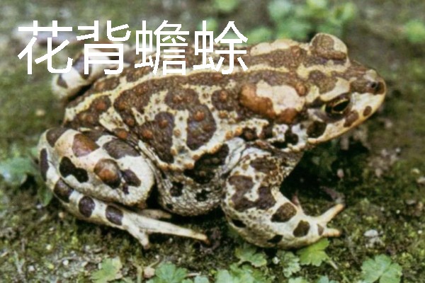 蟾蜍是不是癞蛤蟆，具有蛤蟆、癞蛤蟆等别称