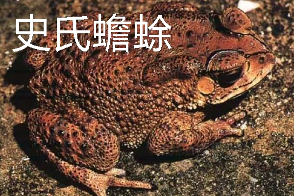 蟾蜍是不是癞蛤蟆，具有蛤蟆、癞蛤蟆等别称