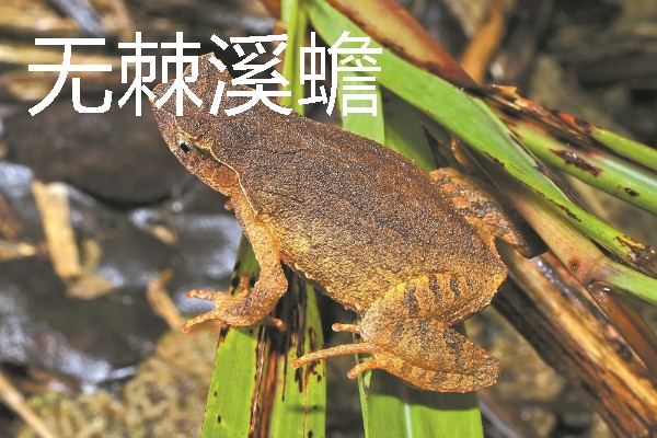 蟾蜍是不是癞蛤蟆，具有蛤蟆、癞蛤蟆等别称