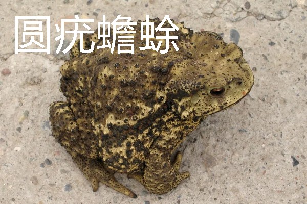 蟾蜍是不是癞蛤蟆，具有蛤蟆、癞蛤蟆等别称