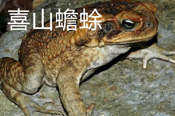 蟾蜍是不是癞蛤蟆，具有蛤蟆、癞蛤蟆等别称