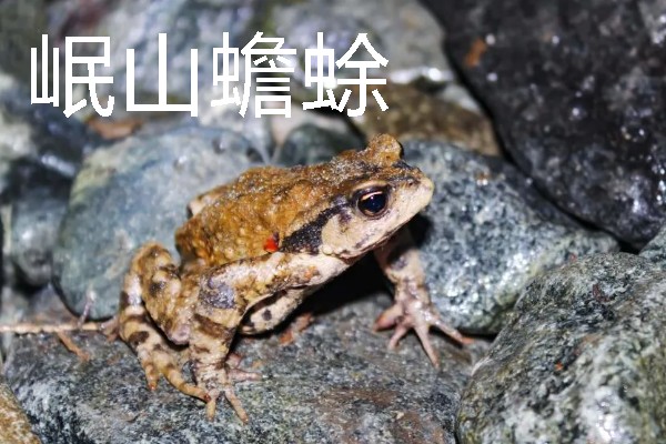 蟾蜍是不是癞蛤蟆，具有蛤蟆、癞蛤蟆等别称