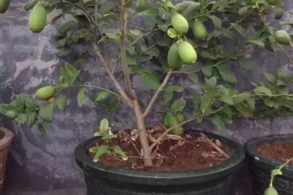 柠檬如何保花保果，一定要加强肥水管理