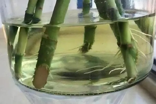 富贵竹长得太高了如何打理，需修剪根系并进行砍头
