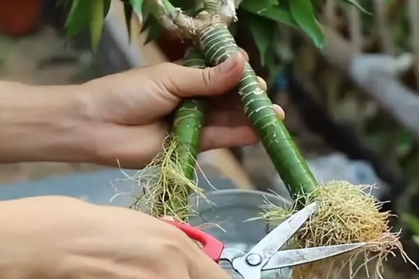 富贵竹长得太高了如何打理，需修剪根系并进行砍头