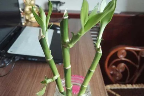 富贵竹长得太高了如何打理，需修剪根系并进行砍头