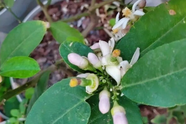 柠檬如何保花保果，一定要加强肥水管理