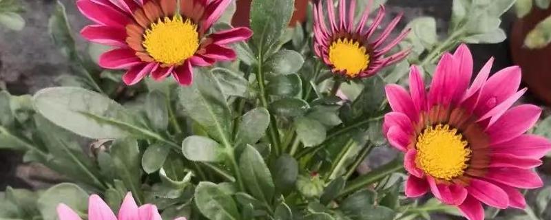 勋章菊如何养爆盆，每天确保有充足的太阳照射