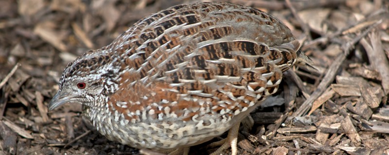 国内蛋用型优质鹌鹑有哪些品种，有中禽白羽鹌鹑、中国黄羽鹌鹑等