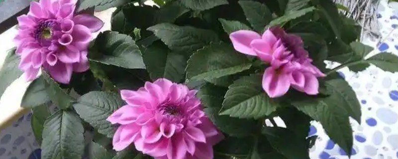 大丽花花谢后要修剪吗，建议最好及时的剪掉