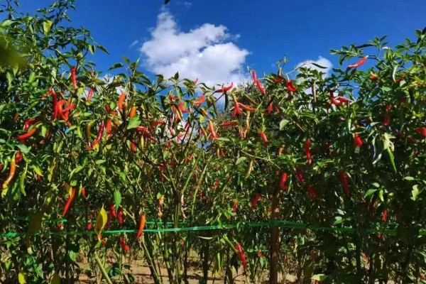 辣椒在什么时候成熟，一般在6-11月的时候成熟