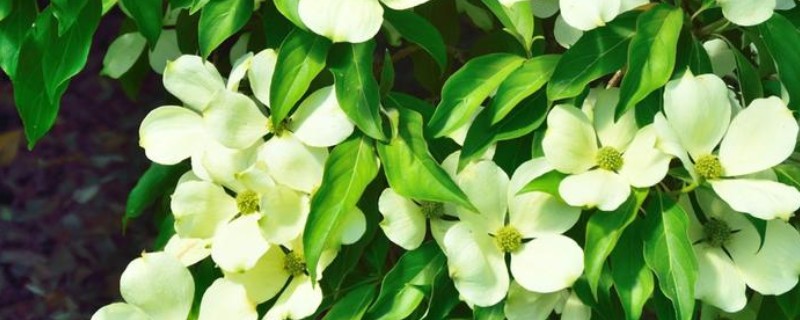 怎么养米兰花，要10天左右施加一次薄肥